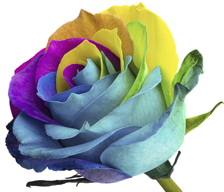 rose